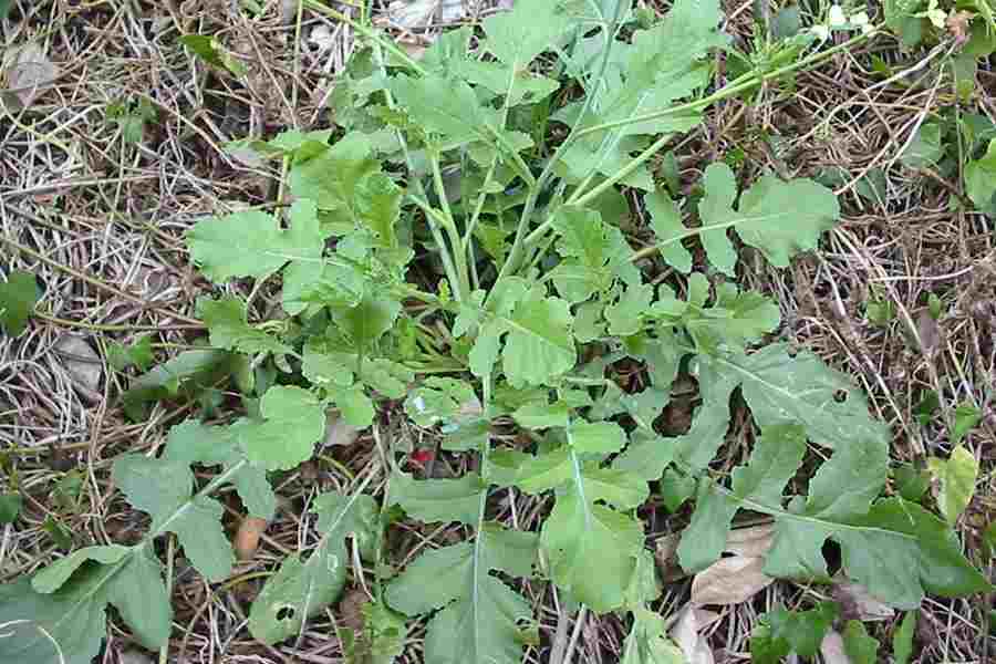 ترب وحشی - معرفی سبزی جات غیر برگی